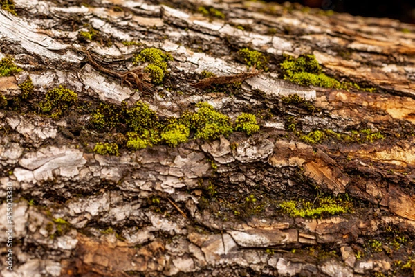 Obraz bark of tree. Natural materials