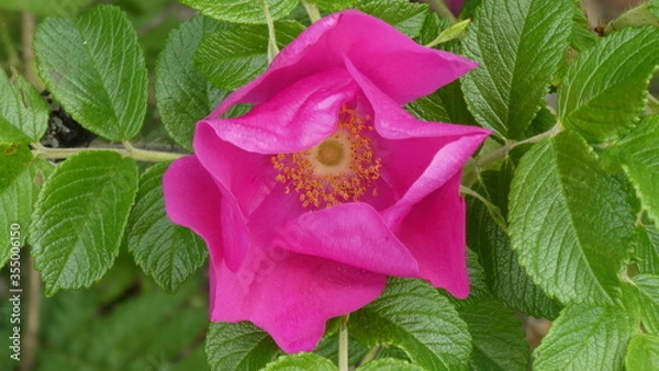 Obraz Rose (close up)