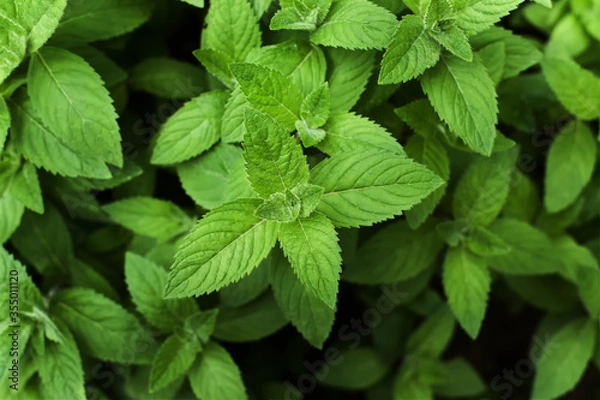 Obraz Mięta zioło - liście
