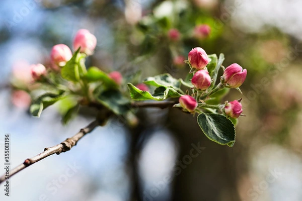 Obraz Kwiat jabłoni