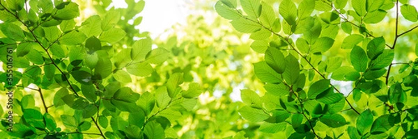 Obraz Green tree leaves in sunlight, sunny spring day in the park