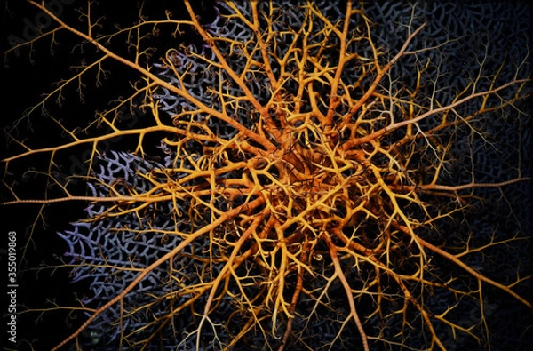 Obraz basket starfish