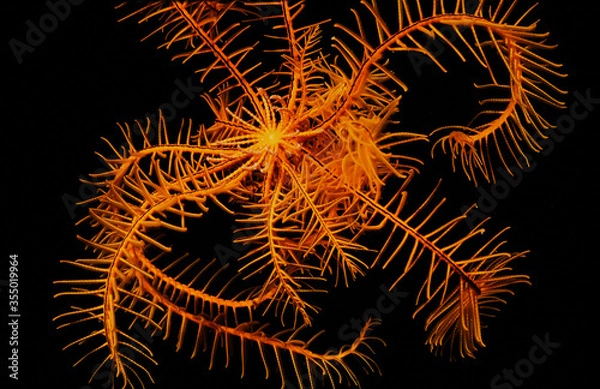 Obraz Orange crinoid