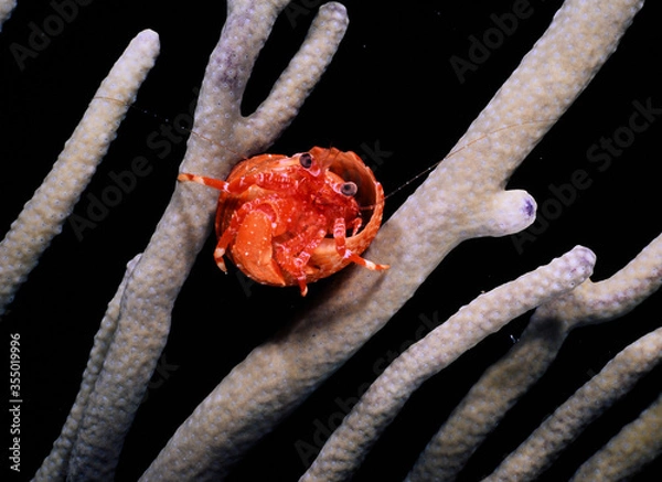 Obraz hermit crab on a gorgonian