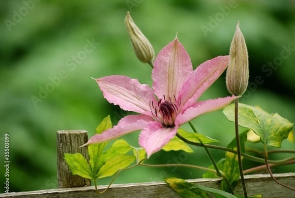 Fototapeta Clématite