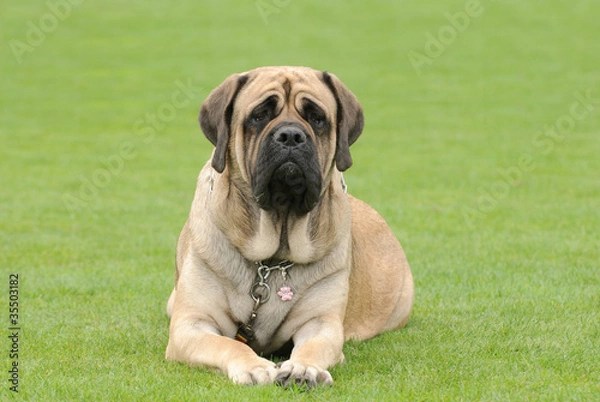 Obraz English Mastiff