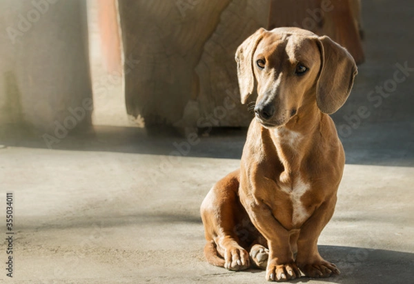 Fototapeta Un adorable perro salchicha sentado mirando a su derecha
