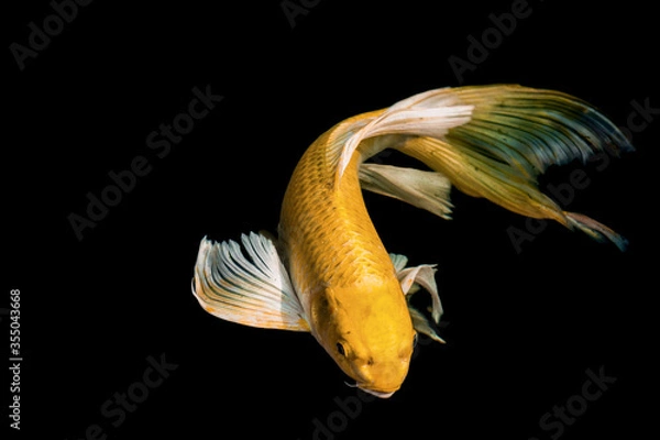 Obraz Fancy carp swimming in a pond. Fancy Carps Fish or Koi Swim in black background, Movement of Swimming and Space.