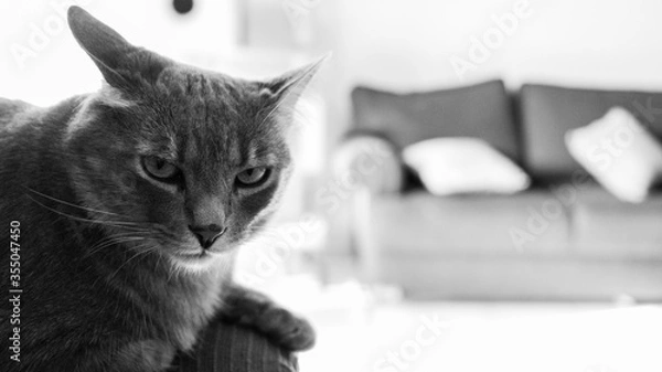 Obraz cat on the couch