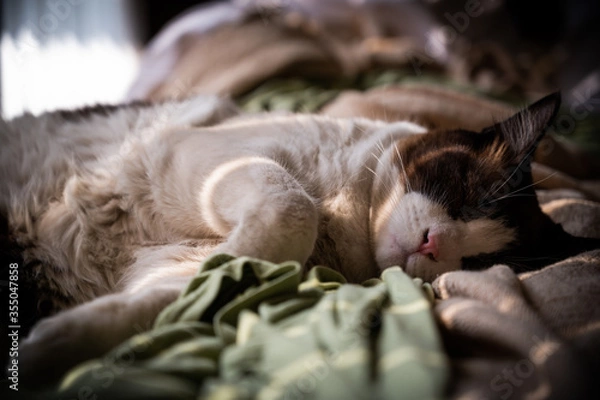 Obraz cat sleeping on the couch