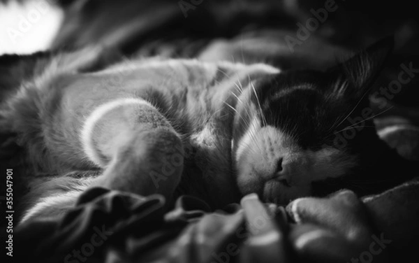Obraz sleeping cat sleeping
