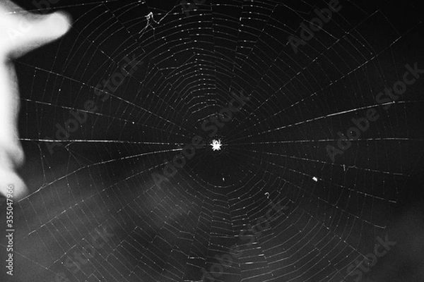 Obraz spider on web