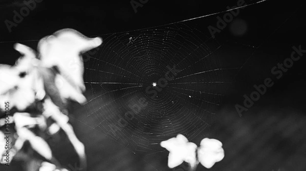 Obraz black and white spider web