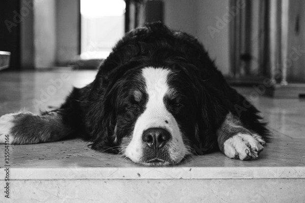 Obraz bernese mountain dog