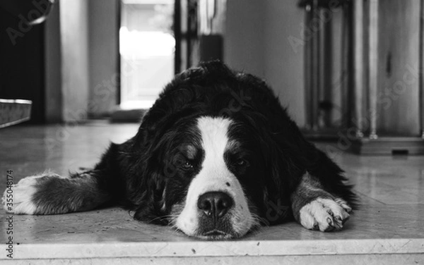 Obraz bernese mountain dog