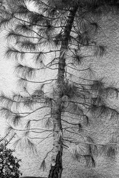 Obraz pine tree over concrete wall