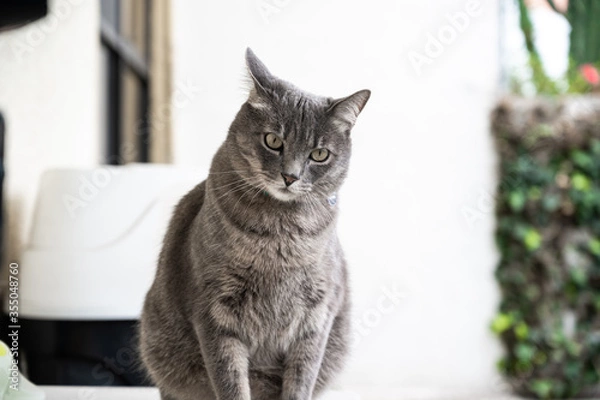 Obraz cat osyying sill