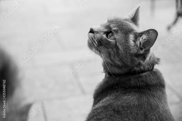 Obraz black and white cat