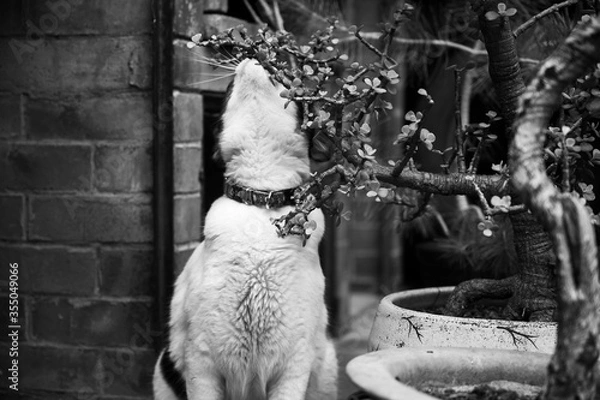 Obraz cat and bonzai tree