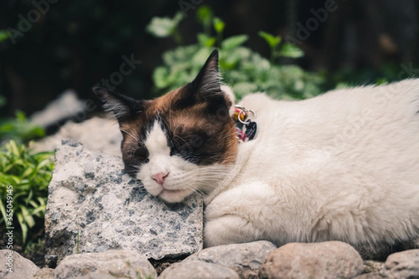Obraz cat in the garden