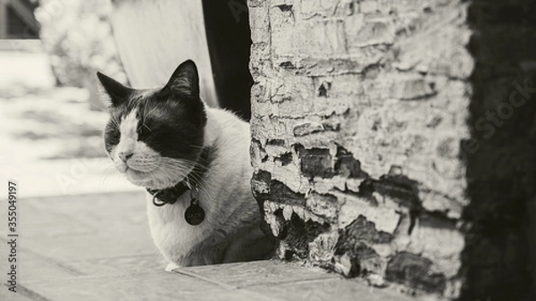 Obraz black and white cat