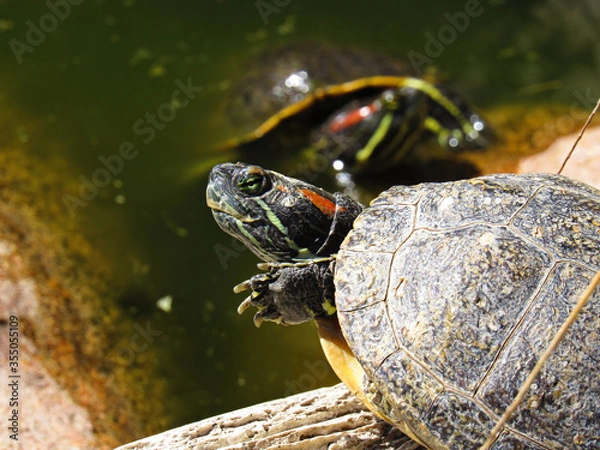 Fototapeta red eared slider turtle