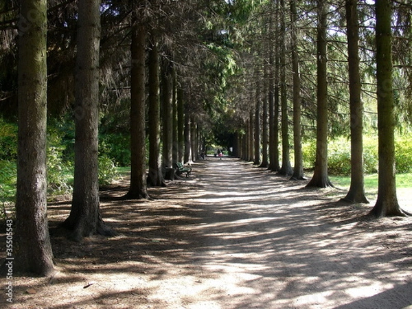 Obraz Tree avenue