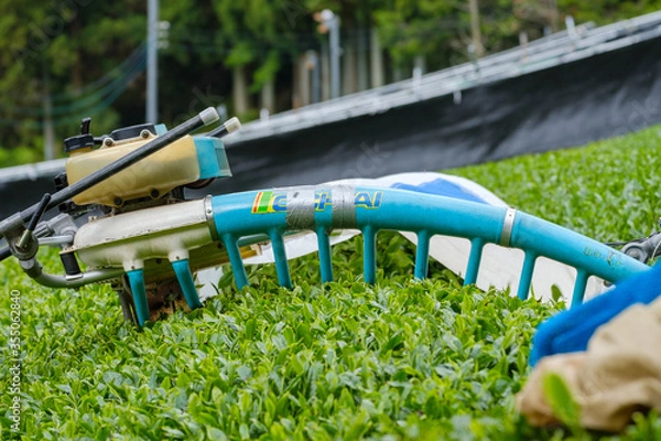 Fototapeta 新茶の収穫風景　一番茶　茶畑　春　京都府和束町
