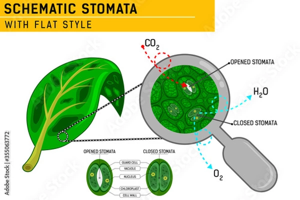 Obraz Magnified leaf stomata with schematic stomata open and closed. Vector ilustration for web design, ui, ux, mobile app on isolated on white background. Flat design for education purposes and other