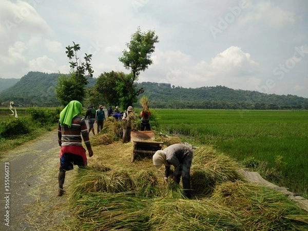 Fototapeta farmer in the field