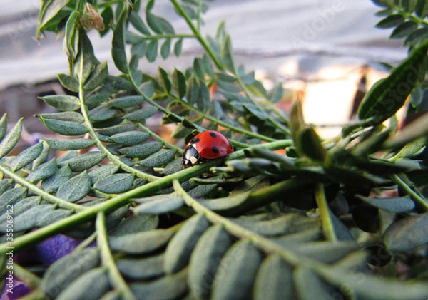 Fototapeta ladybug on a branch
