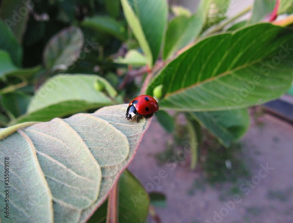 Fototapeta ladybug on green leaf