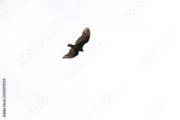 Fototapeta eagle in flight