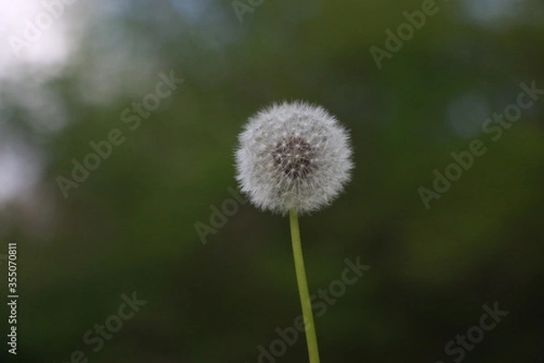 Obraz Dandelion