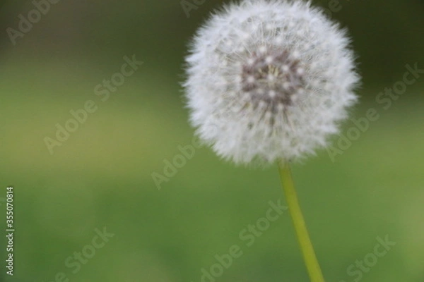 Fototapeta Dandelion