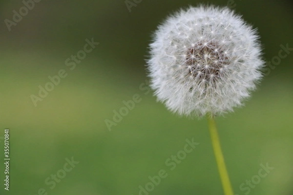 Fototapeta Dandelion
