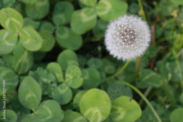 Fototapeta Dandelion