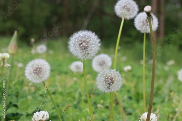 Fototapeta Dandelion