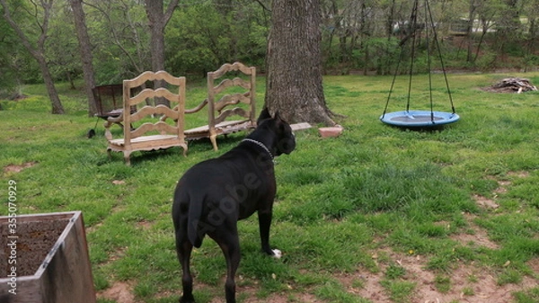 Fototapeta Black Dog