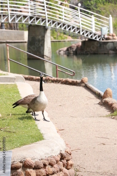 Fototapeta Geese