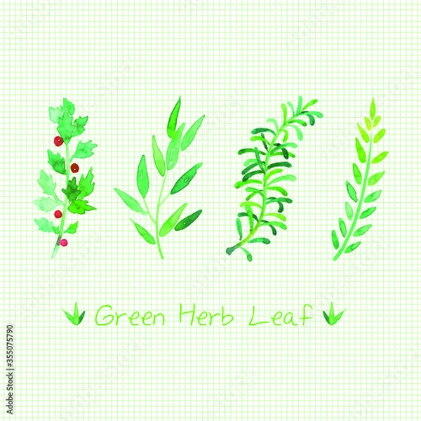 Obraz 초록색 허브 일러스트레이션