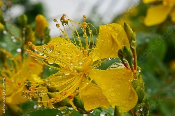 Fototapeta 雨のビヨウヤナギ