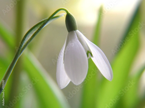 Obraz biała przebiśnieg