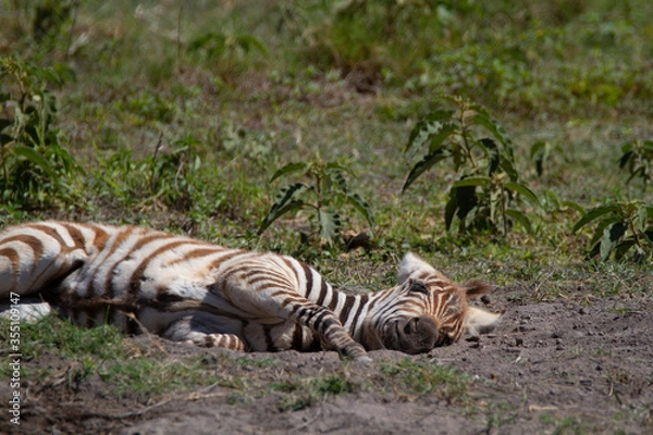 Fototapeta Young zebra doing it's first steps and playing around on the grass.
