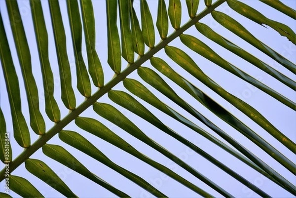 Obraz palm leaf background