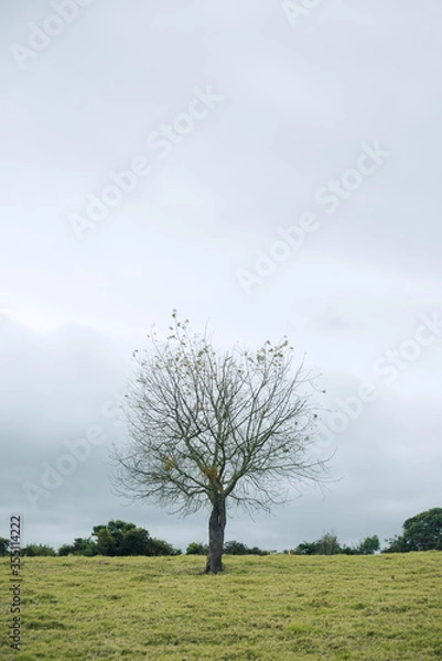 Obraz lonely tree on a hill