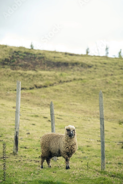 Obraz sheep and lambs