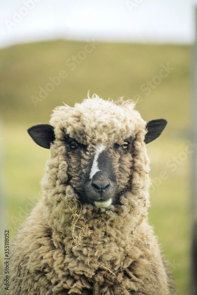 Obraz sheep in the field