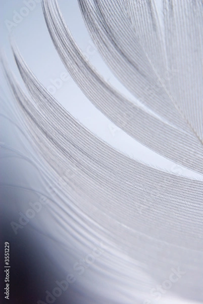 Obraz Feather closeup series