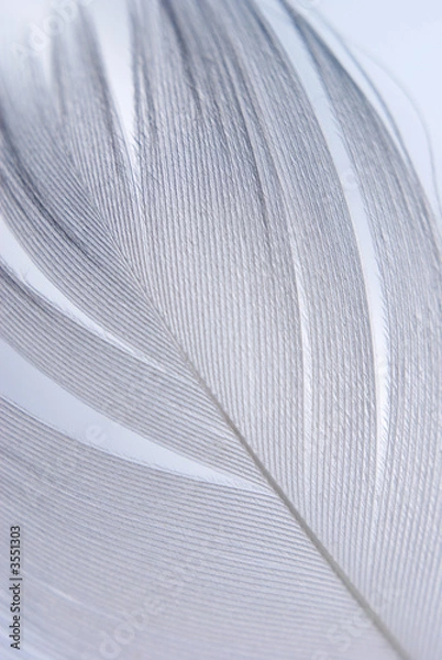 Obraz Feather closeup series